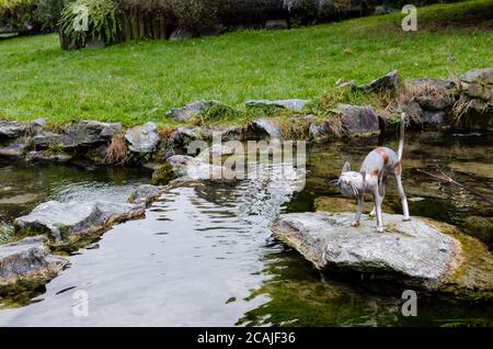 TURIN, ITALIE - 11 DÉCEMBRE 2016 : sculpture urbaine, réalisée par Rodolfo Marasciuolo, d'un chat au milieu d'une source d'eau du parc Valentino à Turin Banque D'Images