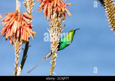 Malachite Sunbird reproduction mâle (Nectarinia famosa) aka jaune Tufted long queue Emerald Sunbird, jaune Tufted Malachite Sunbird, se nourrissant d'un Aloe Banque D'Images