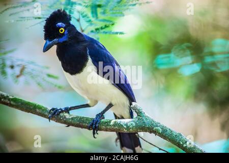 Jay à crête en peluche (Cyanocorax chrysops - Vieillot, 1818) Banque D'Images