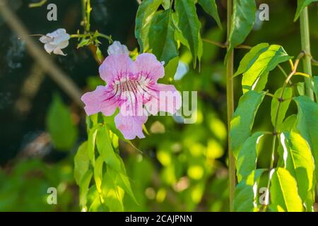 fleur de la plante bigonia podranea ricasoliana à fleurs roses avec lumière du soleil Banque D'Images