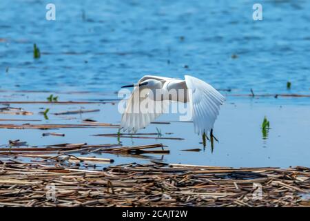 En vol l'Aigrette garzette (Egretta garzetta) petit héron blanc Banque D'Images