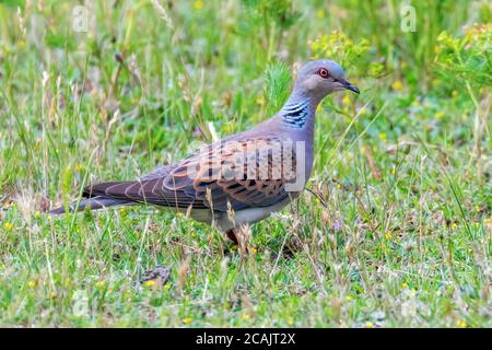 Tortue Dove, tortue européenne Dove (Streptopelia turtur) Banque D'Images