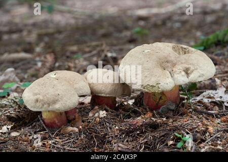 Champignon non comestible Caloboletus calopus dans la forêt d'épinette. Connu sous le nom de Bitter Beech Bolete. Champignons sauvages poussant dans les aiguilles. Banque D'Images