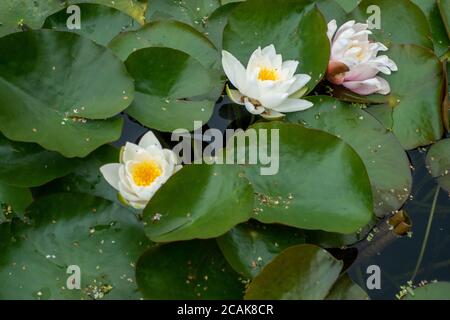 Nénuphars roses Nymphaea 'Holandia' fleur et feuilles Banque D'Images
