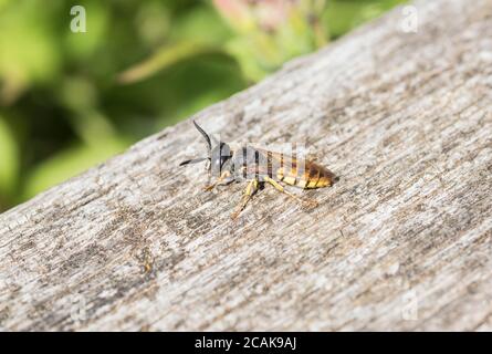 Loup d'abeille (triangulum de Philanthus) reposant sur une clôture en bois Banque D'Images