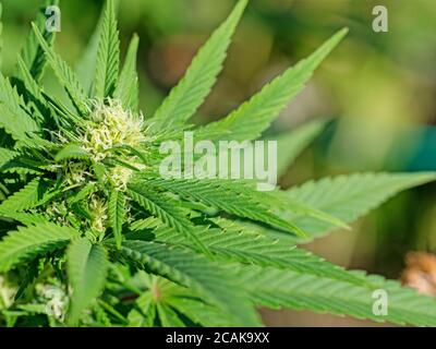 Chanvre, cannabis sativa, gros plan Banque D'Images