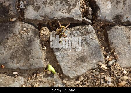 Polistes dominula - a Prague, on voit une guêpe de papier européenne attaquer violemment une autre guêpe de papier européenne, une mortellement blessée. Banque D'Images