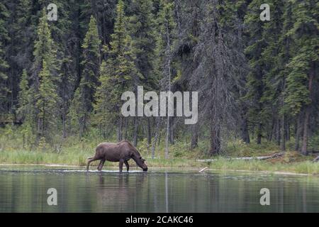 Vue latérale d'un jeune homme à cheval, un passage à gué d'orignal dans le lac Horseshoe, parc national Denali, Alaska, États-Unis Banque D'Images