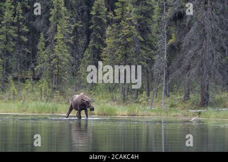 Un jeune orignal de taureau barbotage dans le lac Horseshoe, parc national Denali, Alaska, États-Unis Banque D'Images