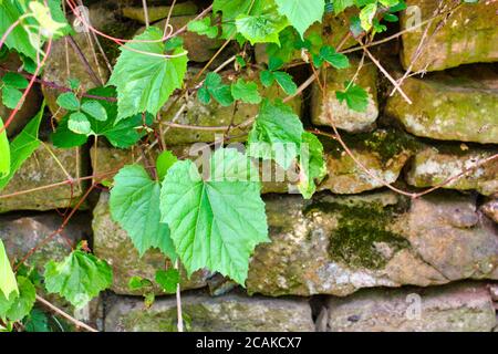 beaucoup de feuilles de vin sur le mur Banque D'Images