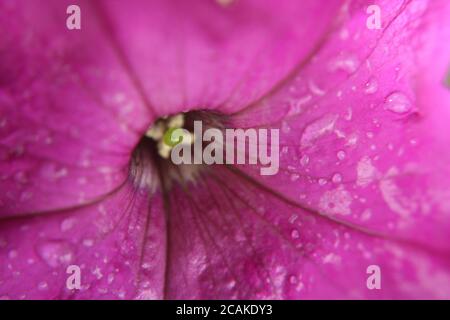 Libre de fleur rose avec des gouttes d'eau Banque D'Images