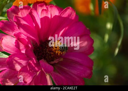 Une abeille sur un gros plan rose de zinnia. Pétales en plein soleil et mise au point douce. Macrophotographie d'une abeille collectant du nectar sucré. Motif floral été. Banque D'Images