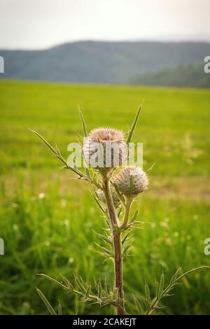 Têtes de graines de teasel sauvages dans une prairie verte ensoleillée avec des collines douces en arrière-plan. Banque D'Images