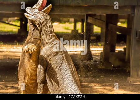 Deux dragons de Komodo se battant dans un village de l'île de Rinca, parc national de Komodo, Flores, Indonésie Banque D'Images