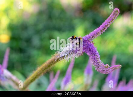 Deux abeilles collectant du pollen sur une fleur pourpre de veronicastrum vergini?um. Banque D'Images