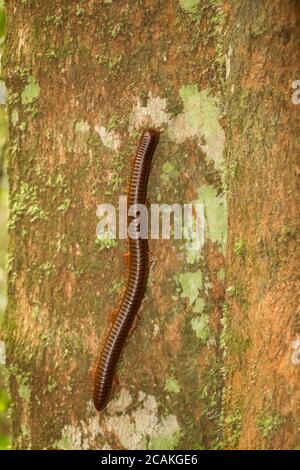 Le millipede géant grimpant un arbre dans la forêt tropicale de Taman Negara, en Malaisie Banque D'Images