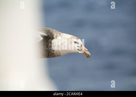 Un pétrel géant du sud (Macronectes giganteus), connu sous le nom de pétrel géant de l'Antarctique ou de fulmar géant qui survolent le passage Drake en Antarctique. Banque D'Images