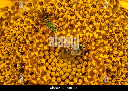 Digger Bee (Habropoda spec.) et Brown-winged Striped-suer Bee (Agapostemon splendens) sur Sunflower Banque D'Images