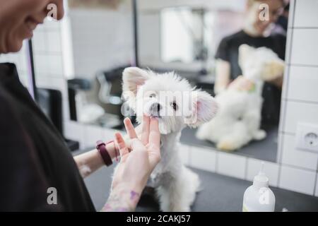 Chiens de toilettage et de bain. Prendre soin de petits amis. Banque D'Images