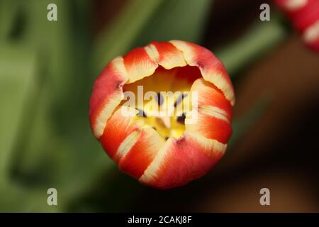 Tulipe rouge et jaune avec feuilles. Tulipes fleuris. Toile de fond fleurie. Gros plan des têtes de fleurs de tulipe. Banque D'Images