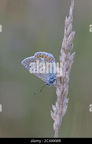 Tige de roseau de papillon bleu commun mâle sur une tige d'herbe Banque D'Images