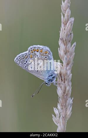 Tige de roseau de papillon bleu commun mâle sur une tige d'herbe Banque D'Images