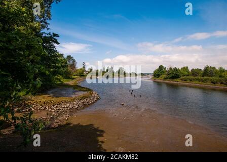 Nicomekl River, South Surrey, Colombie-Britannique, Canada Banque D'Images