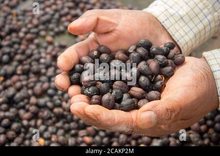 Main pleine de cerises séchées de café au Honduras. Banque D'Images