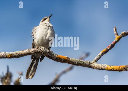 Galapagos Mockingbird animaux et faune incroyables sur les îles Galapagos Banque D'Images