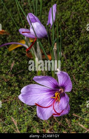 Fleurs de Saffron Crocus (Crocus sativus) Banque D'Images