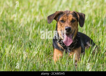 Chien posé sur l'herbe Banque D'Images