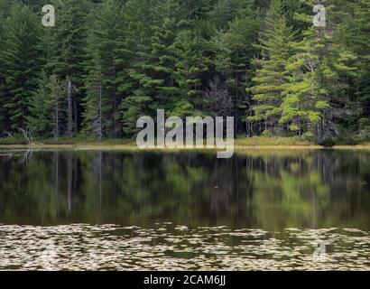 Réflexions d'arbres forestiers à feuilles persistantes en Ontario dans un étang serein Banque D'Images