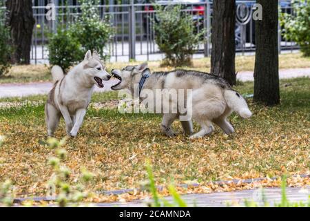 Deux grands chiens magnifiques, les Huskies de Sibérie, courent autour du parc de la ville pendant une promenade matinale. Une race populaire de chien. Animaux de compagnie. Jour ensoleillé. Gros plan. Banque D'Images
