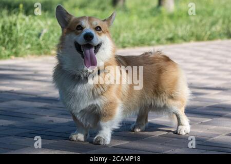 Mignon chien Pembroke gallois Corgi dans le parc lors d'une promenade. Une race populaire de chien. Animaux de compagnie. Jour ensoleillé. Gros plan. Banque D'Images