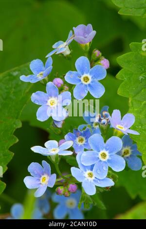 Forget-Me-Not (Myosotis sylvatica), zone de loisirs nationale de Hells Canyon, route panoramique nationale de Hells Canyon, Oregon Banque D'Images