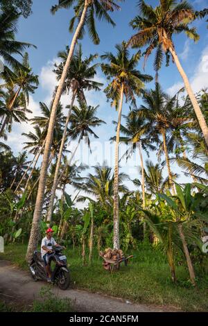 Bali / Indonésie - 15 août 2018 : homme indonésien à moto dans un champ rempli de palmiers Banque D'Images