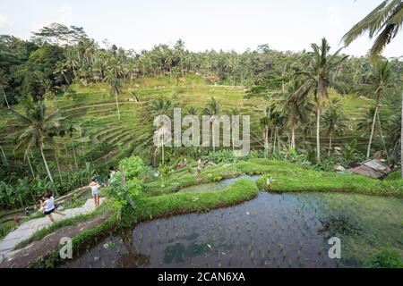 Bali / Indonésie - 15 août 2018 : foule de touristes prenant des photos sur les célèbres terrasses de riz Tegalalang Banque D'Images