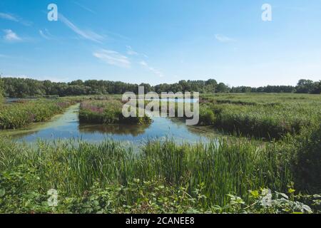 Lokeren, Belgique, photo de paysage du sanctuaire d'oiseaux appelé Molsbroek Banque D'Images