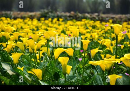 Jaune Zantedeschia aethiopica ou Calla Lily dans le jardin. Banque D'Images