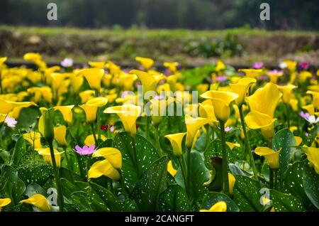 Jaune Zantedeschia aethiopica ou Calla Lily dans le jardin. Banque D'Images