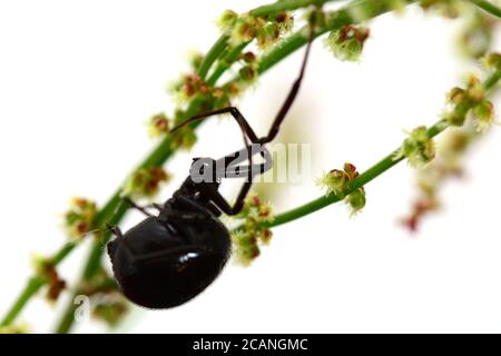 Macro d'une fausse araignée Katipo noire (Steatoda capensis); quelques fils vus dans la photo sont généralement utilisés comme chemin d'évacuation, pas pour la chasse Banque D'Images