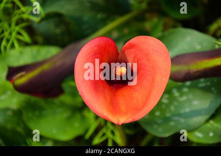 Rouge Zantedeschia aethiopica ou Calla Lily dans le jardin. Banque D'Images