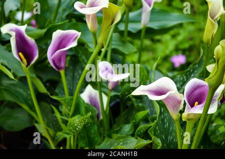 Purple Zantedeschia aethiopica ou Calla Lily dans le jardin. Banque D'Images