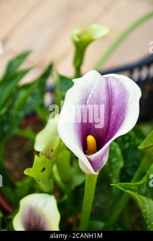 Purple Zantedeschia aethiopica ou Calla Lily dans le jardin. Banque D'Images