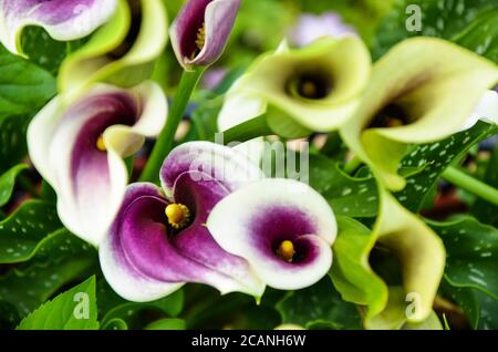 Purple Zantedeschia aethiopica ou Calla Lily dans le jardin. Banque D'Images