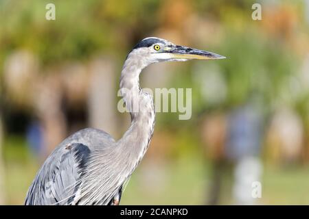 Photo de corps moyen d'un grand héron bleu (Ardea herodias) mettant en évidence son beau plumage. Banque D'Images