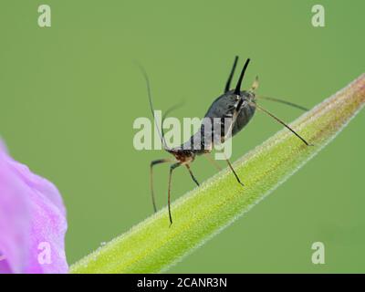 Gros plan d'un minuscule puceron noir femelle, la famille des Aphididae, suçant des jus de la tige d'une fleur de géranium, vue latérale Banque D'Images