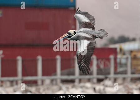 Pelican péruvien (Pelecanus thagus), adulte en vol, vue dorsale, Port d'Arica, nord du Chili 23 octobre 2017 Banque D'Images