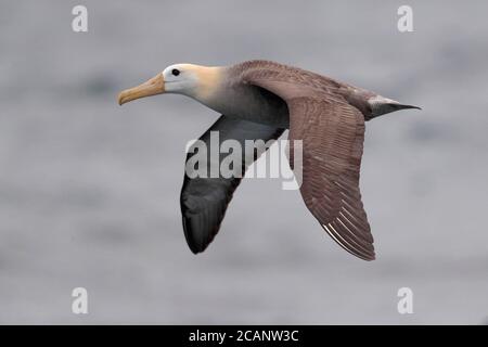 Albatros ondulés (Phoebastria irrorata), vue latérale - adulte seul en vol en mer près des îles Galapagos, Équateur novembre 2017 Banque D'Images