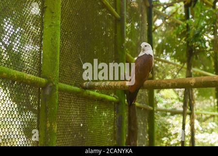Kerala, Inde. 07 septembre 2019. Aigle dans le zoo de Thiruvananthapuram ou le parc zoologique. Banque D'Images